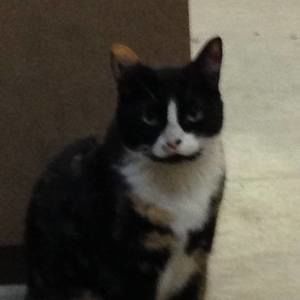 Meet your Posher, Milu